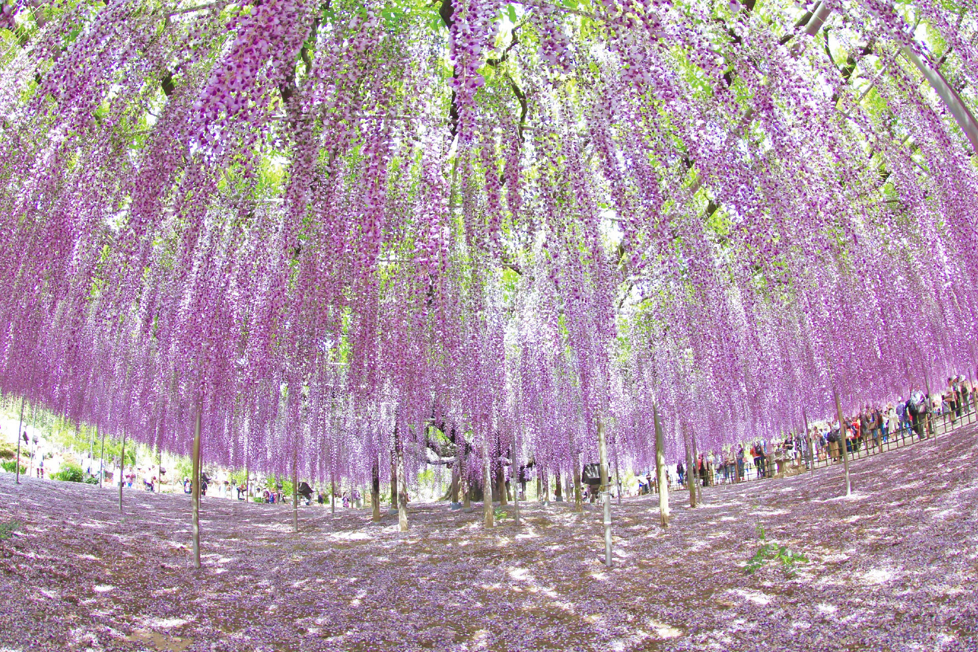 大藤の咲く風景　あしかがフラワーパーク　栃木の風景