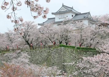 桜と津山城　岡山の風景
