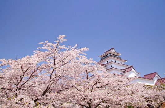 会津若松城と福島の桜　福島の風景