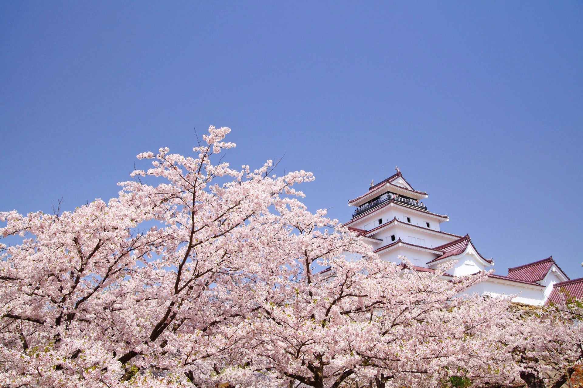 会津若松城と福島の桜　福島の風景