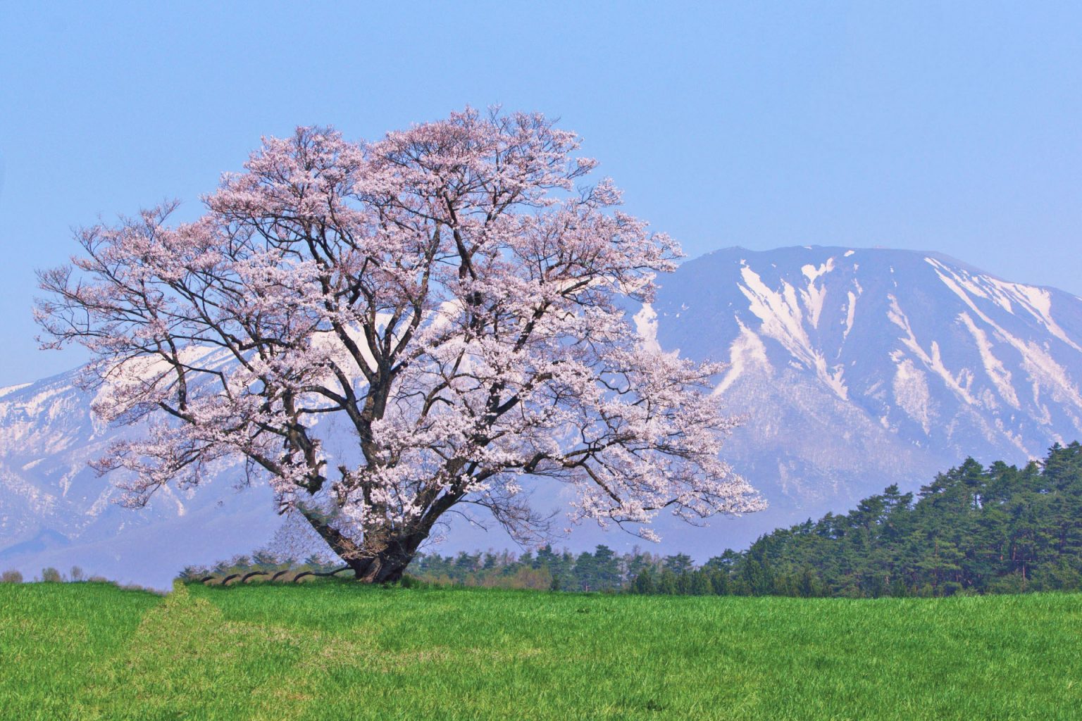 小岩井農場の一本桜と岩手山 岩手の風景 | JAPAN WEB MAGAZINE 「日本の風景」 JAPAN SCENE