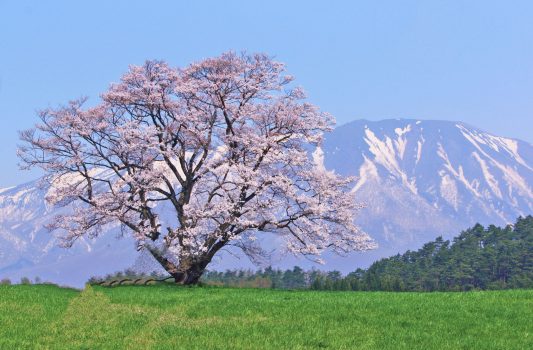 小岩井農場の一本桜と岩手山　岩手の風景