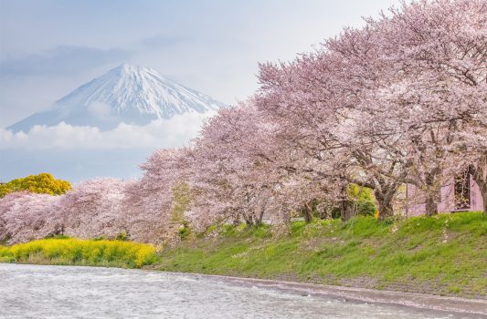 日本の春の美しい風景　富士と桜　