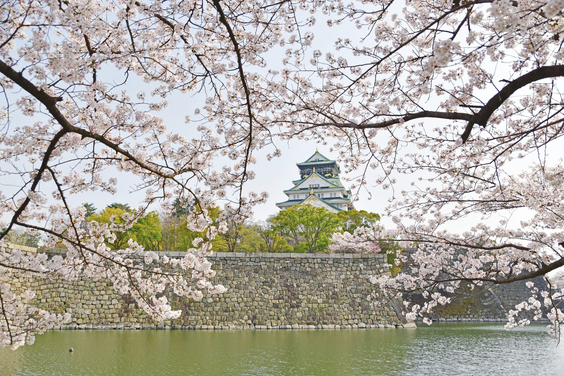 桜と大阪城　大阪の風景