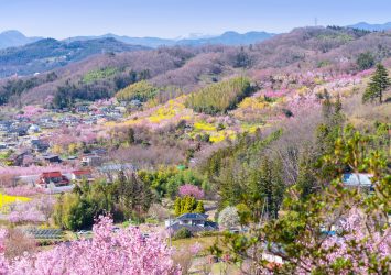 春の花見山公園　福島の風景