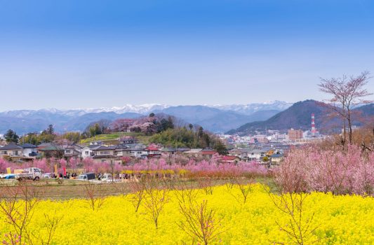 花見山公園の風景　福島の風景