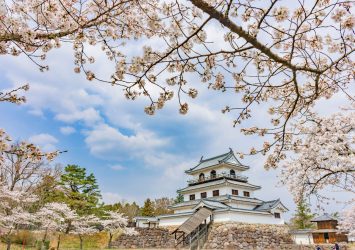 桜と白石城　宮城の風景