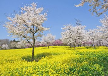 桜と菜の花の風景　赤城南面千本桜　群馬の風景