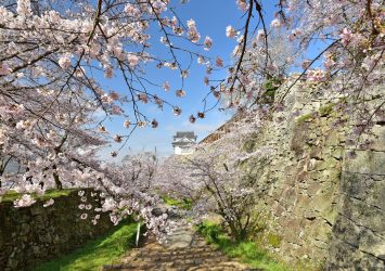 桜と津山城の風景　岡山の風景