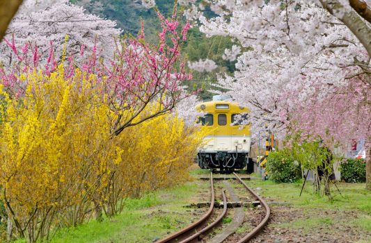 春の「安野花の駅公園」　広島の風景