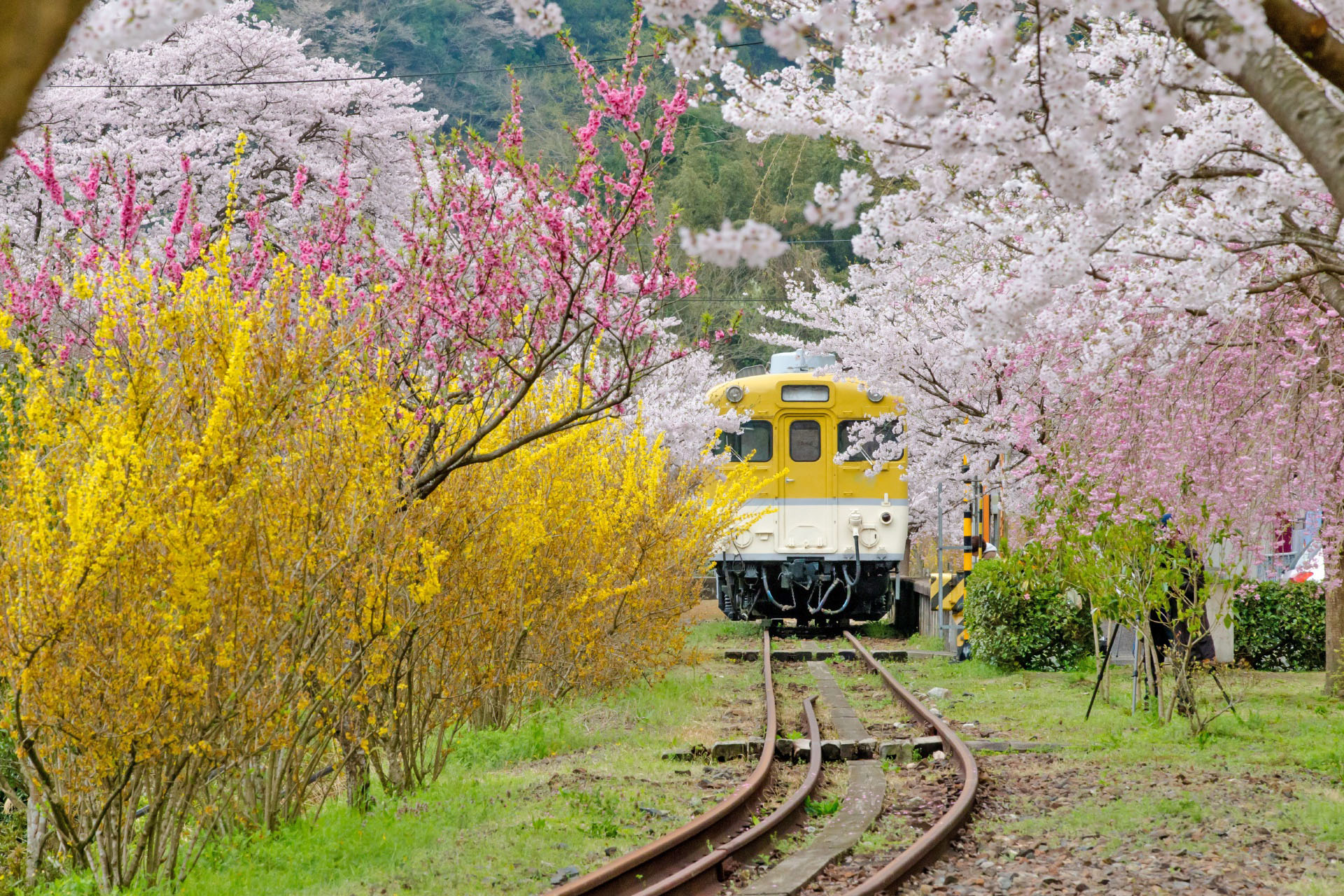 春の「安野花の駅公園」　広島の風景