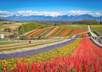 色とりどりの花畑の光景　北海道の風景