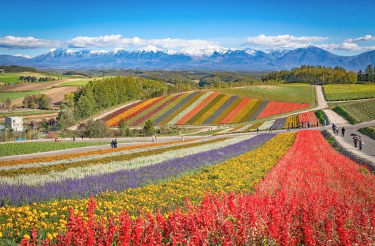 色とりどりの花畑の光景　北海道の風景