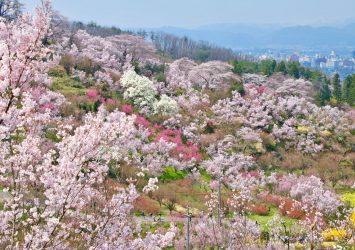 花見山の春の風景　福島の風景