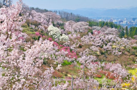 花見山の春の風景　福島の風景