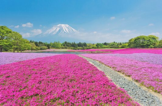 富士芝桜　シバザクラと富士山　山梨の風景
