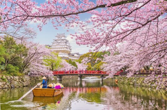 春の姫路城　桜と姫路城の風景　兵庫の風景