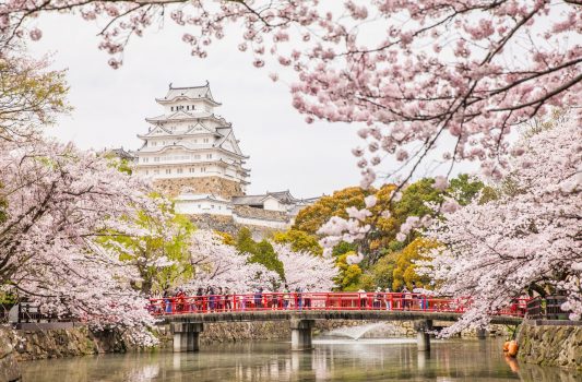 白鷺城と桜の風景　姫路城　兵庫の風景