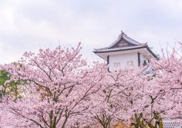 春の金沢城　桜と金沢城の風景　石川の風景