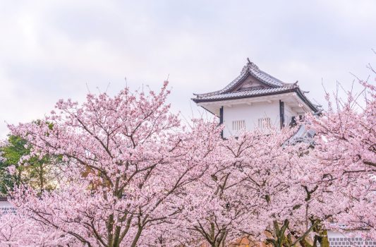 春の金沢城　桜と金沢城の風景　石川の風景