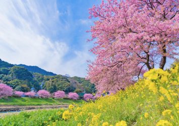 春の風景　河津桜　静岡の風景