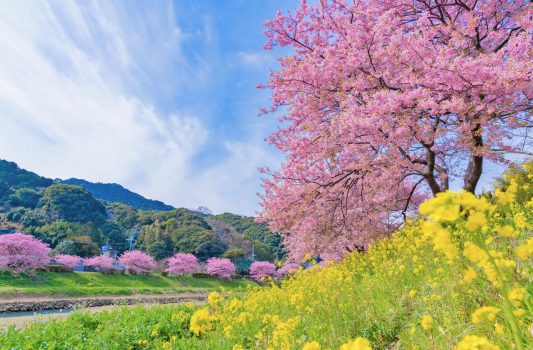 春の風景　河津桜　静岡の風景