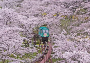 船岡城址公園の桜の風景　宮城の風景
