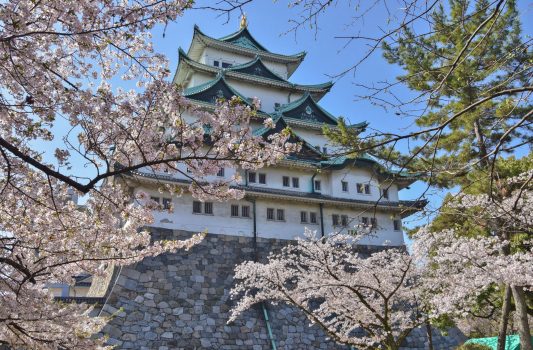 名古屋城と桜　愛知の風景