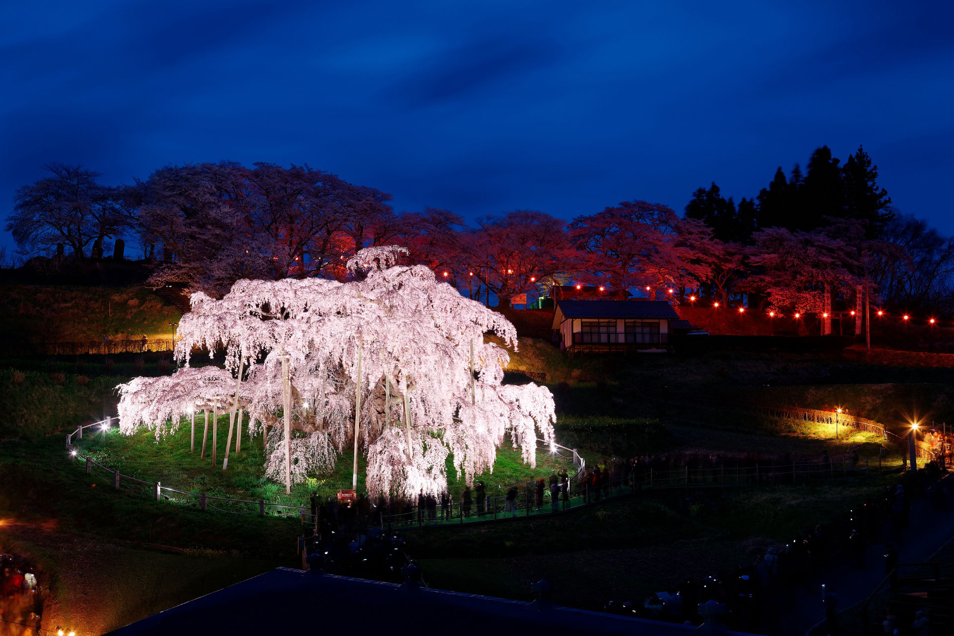 夜の三春滝桜　福島の風景
