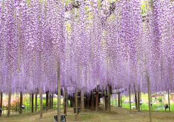 藤の咲く風景　あしかがフラワーパーク　栃木の風景