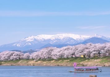 雪を抱いた蔵王連峰と白石川沿いの桜並木と観光船　宮城の風景