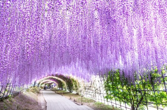河内藤園の藤のトンネル　福岡の風景