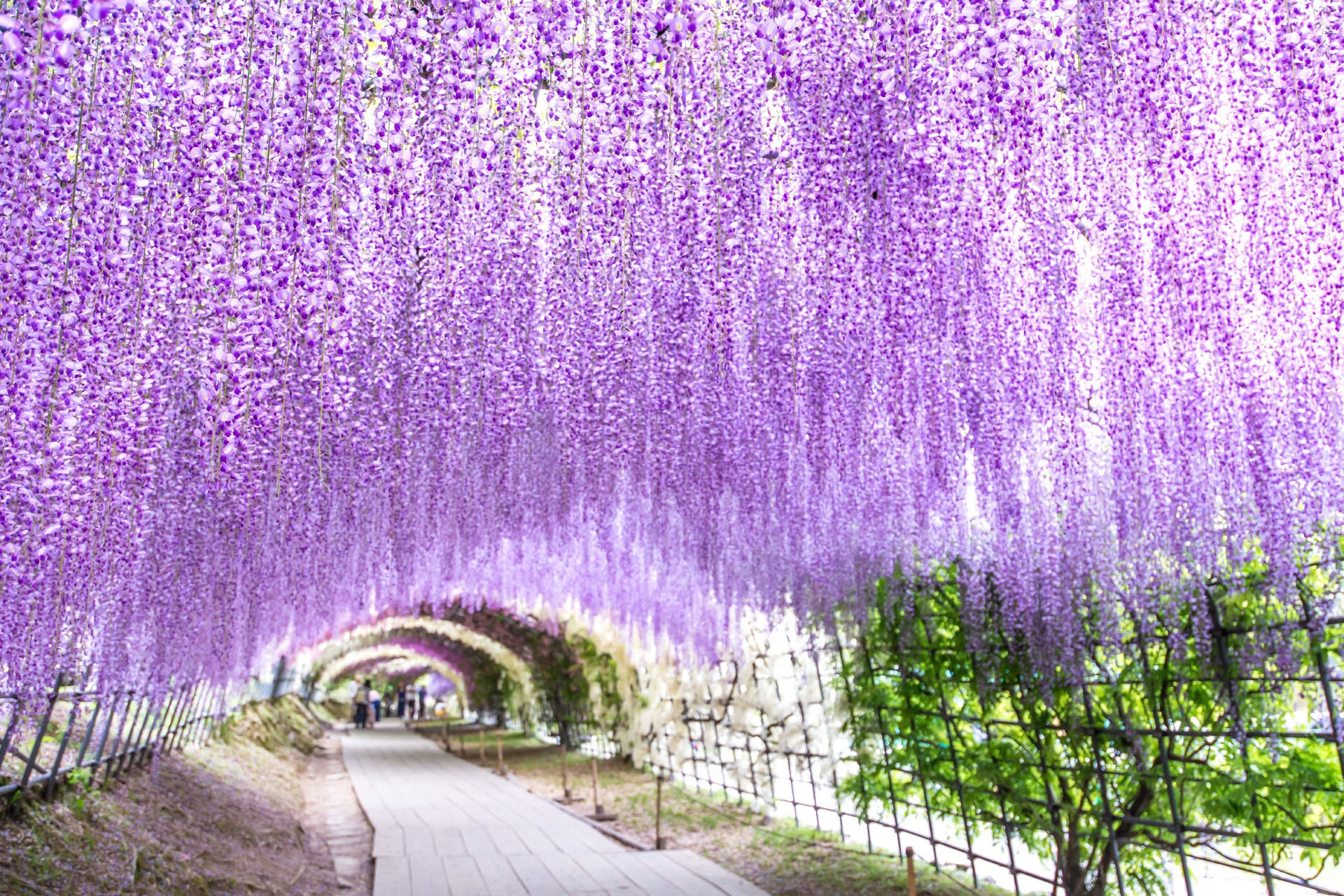 河内藤園の藤のトンネル　福岡の風景
