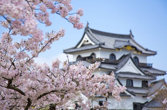 桜と彦根城　滋賀の風景