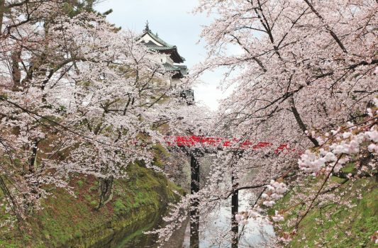 春の弘前城　桜と弘前城の風景　青森の風景