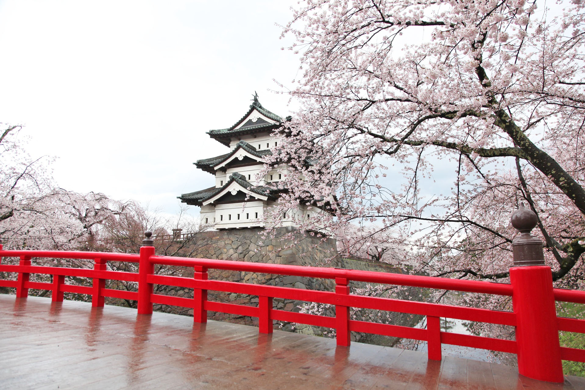 春の弘前城　桜と弘前城の風景　青森の風景