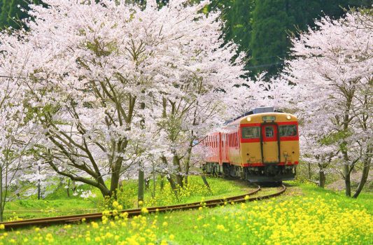 いすみ鉄道と桜と菜の花の風景　