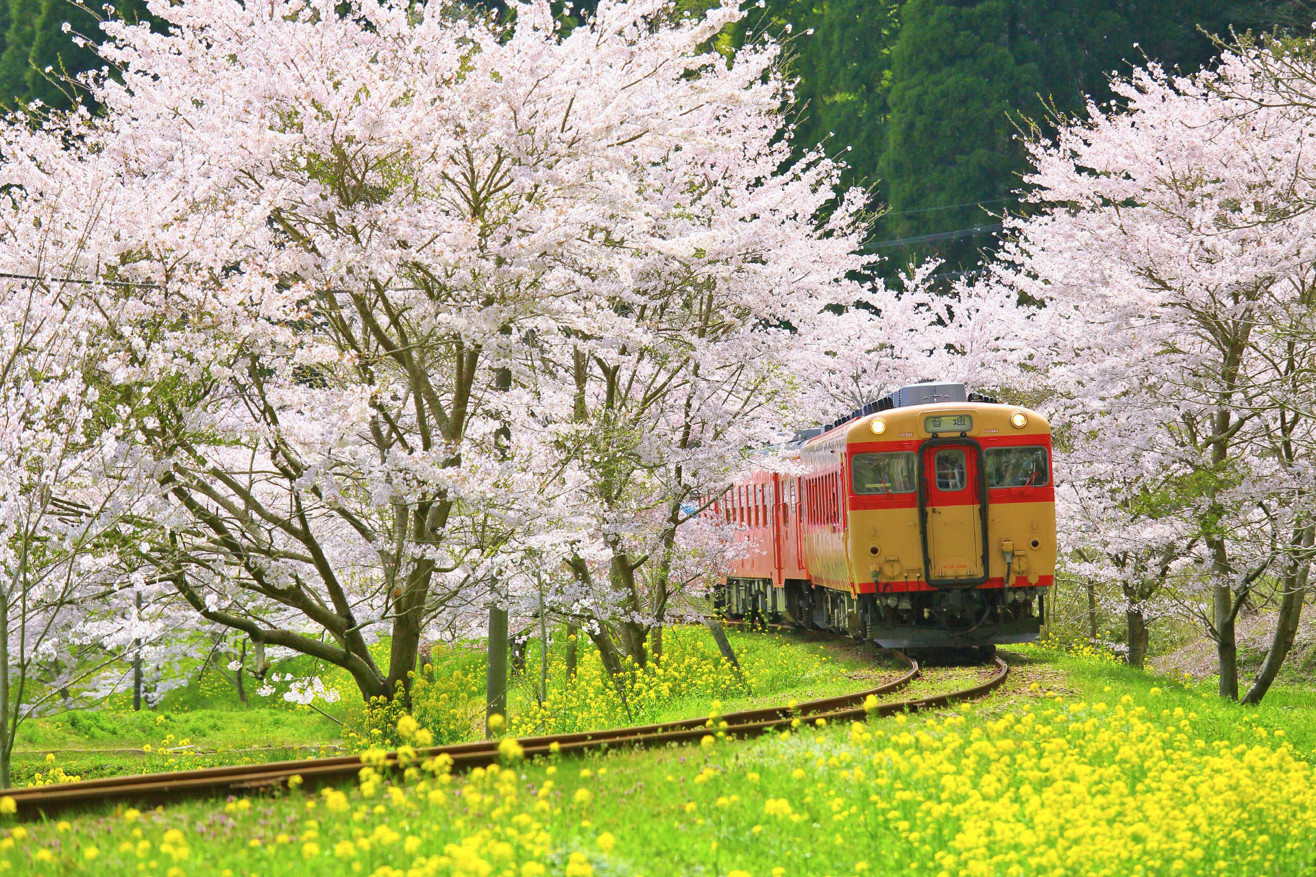 いすみ鉄道と桜と菜の花の風景　千葉の風景