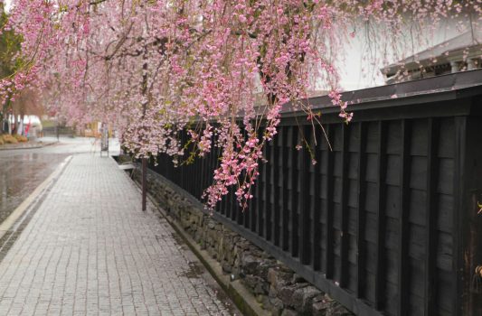 角館　武家屋敷としだれ桜の風景　秋田の風景