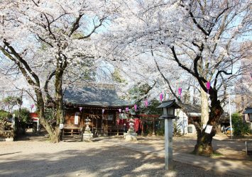 桜と敷島神社　埼玉の風景