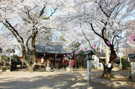 桜と敷島神社　埼玉県志木市　埼玉の風景