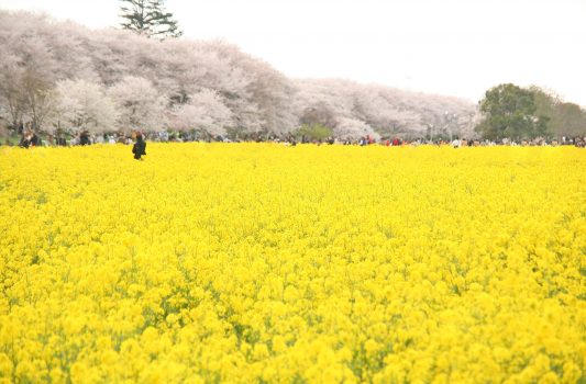 幸手権現堂桜堤（県営権現堂公園）の桜と菜の花の風景　埼玉の風景