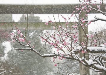 梅の花と雪の五條天神社　東京の風景
