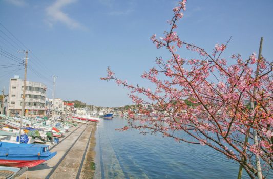 三浦半島の初春の風景　神奈川の風景