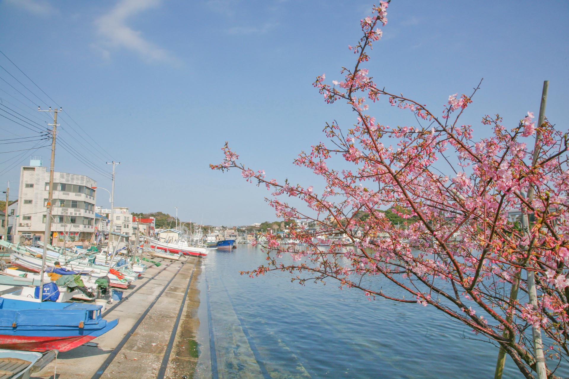 三浦半島の初春の風景　神奈川の風景