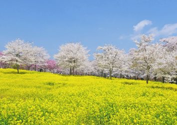 赤城南面千本桜と菜の花の風景　群馬の風景