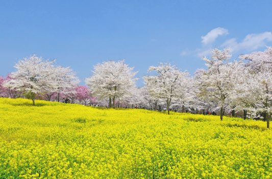 赤城南面千本桜と菜の花の風景　群馬の風景