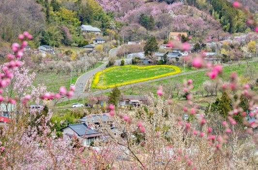 春の花見山公園　福島の風景