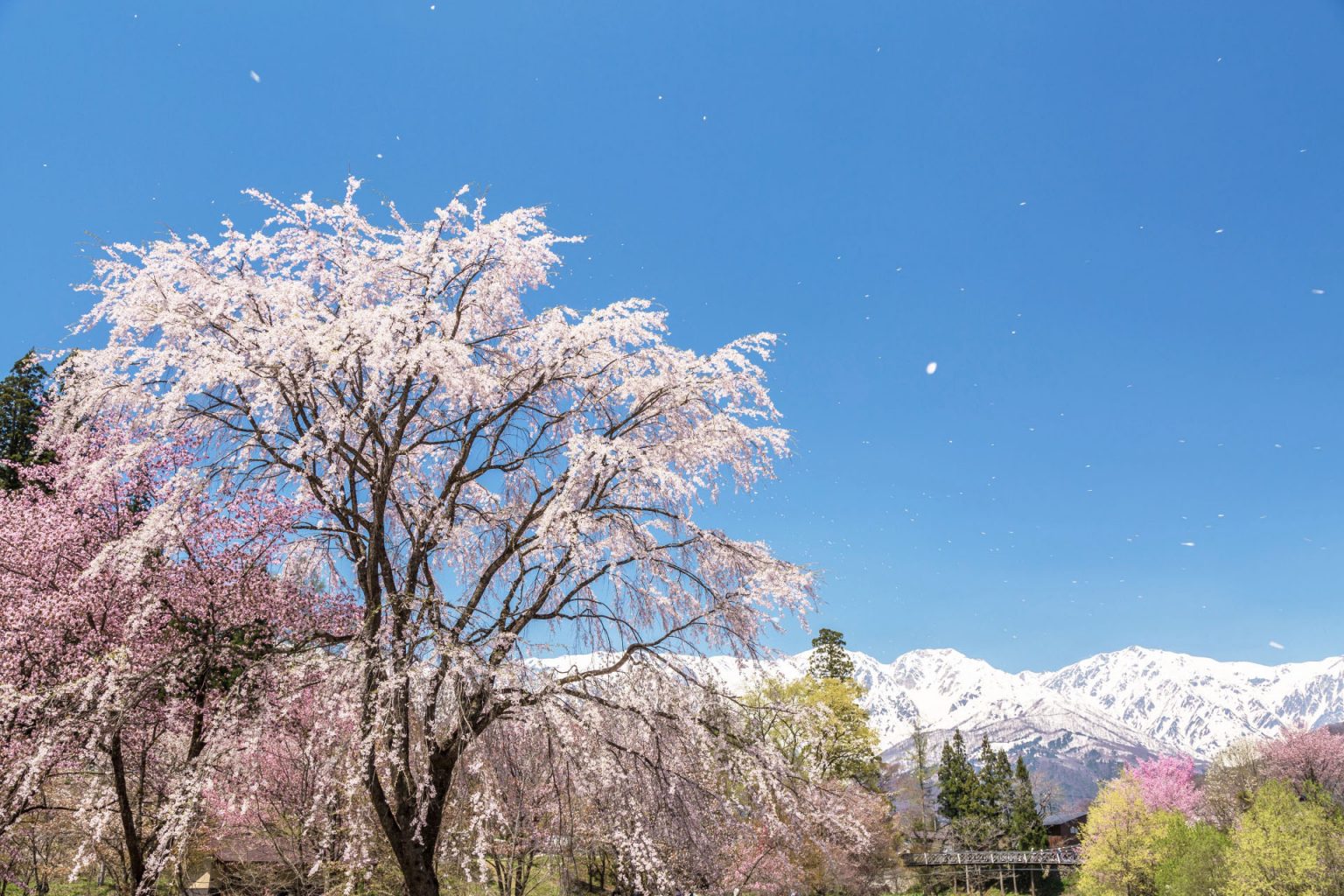 桜と白馬連峰 長野の風景 | JAPAN WEB MAGAZINE 「日本の風景」 JAPAN SCENE