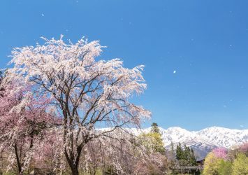 桜と白馬連峰　長野の風景